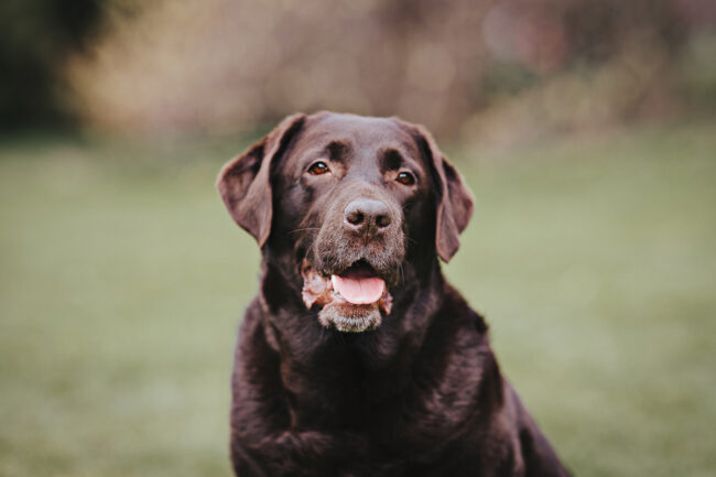 Dogs And Pets 55