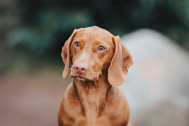 Dogs And Pets 46