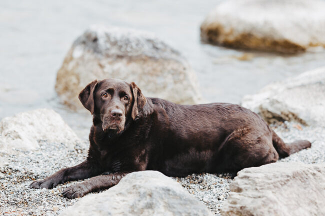 Dogs And Pets 30