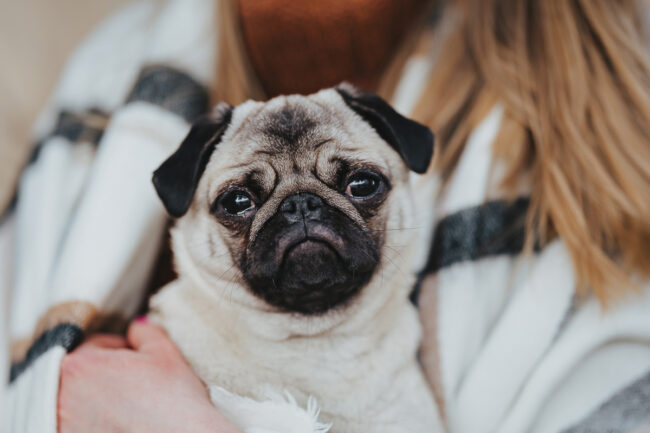 Dogs And Pets 105