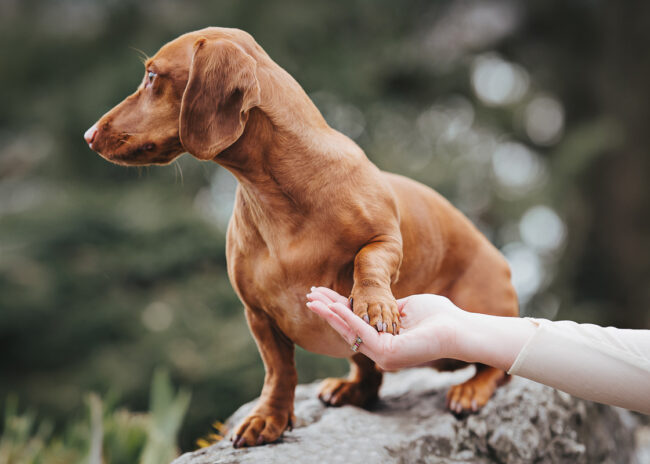 Dogs And Pets 82