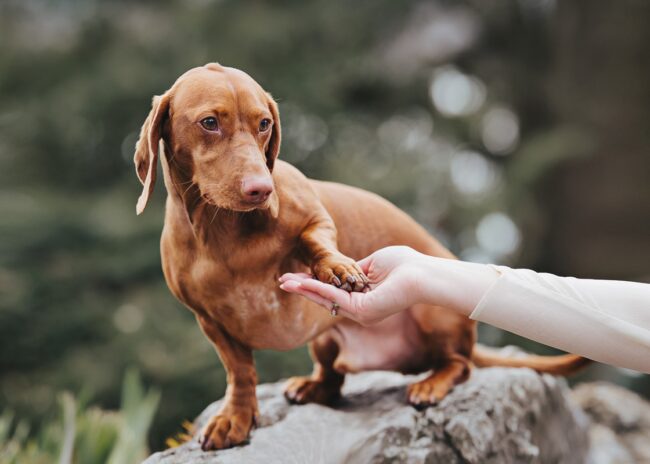 Dogs And Pets 69