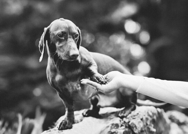 Dogs And Pets 74