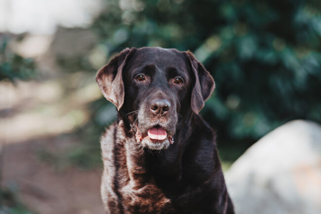 Dogs And Pets 68