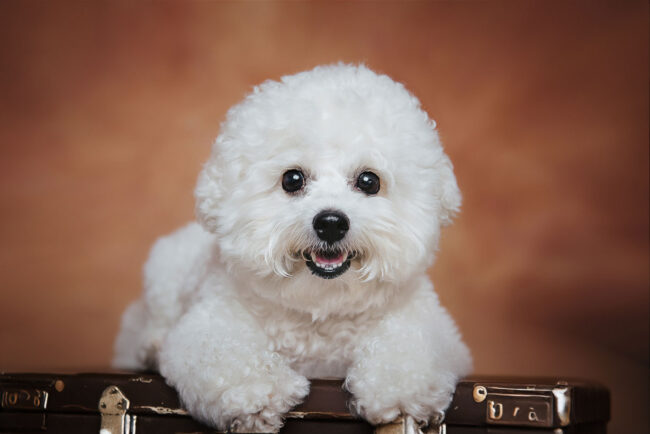 Dogs And Pets 48