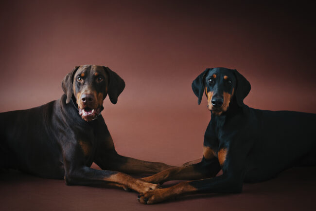 Dogs And Pets 38