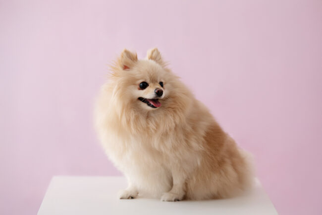 Dogs And Pets 18