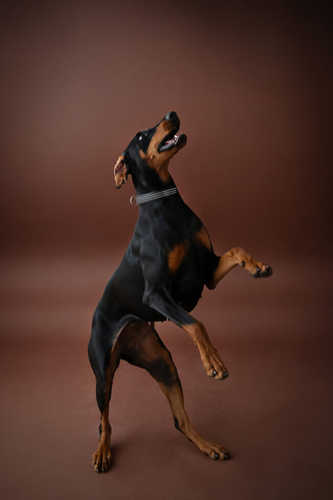Dogs And Pets 64