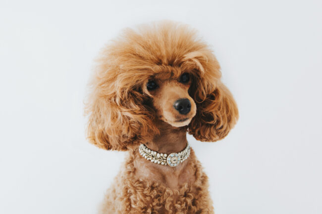 Dogs And Pets 41