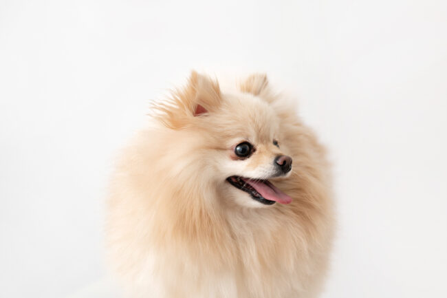 Dogs And Pets 49