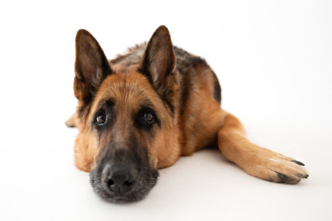 Dogs And Pets 12