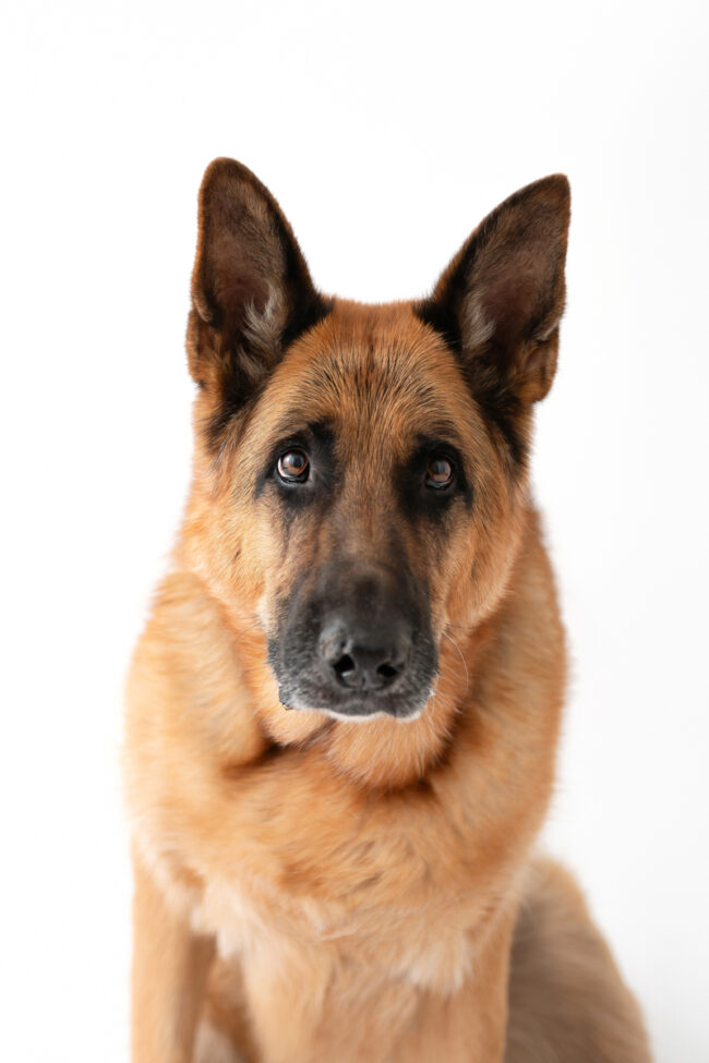 Dogs And Pets 86