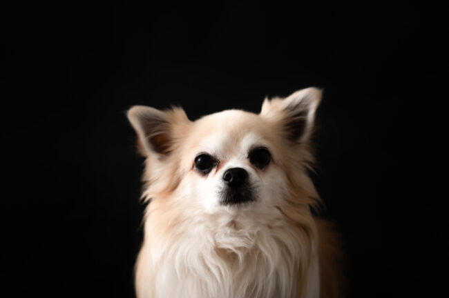 Dogs And Pets 87