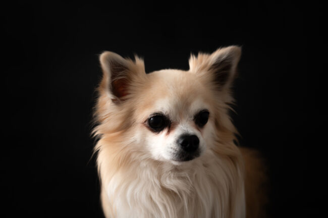 Dogs And Pets 102