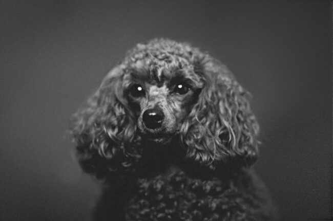Dogs And Pets 98