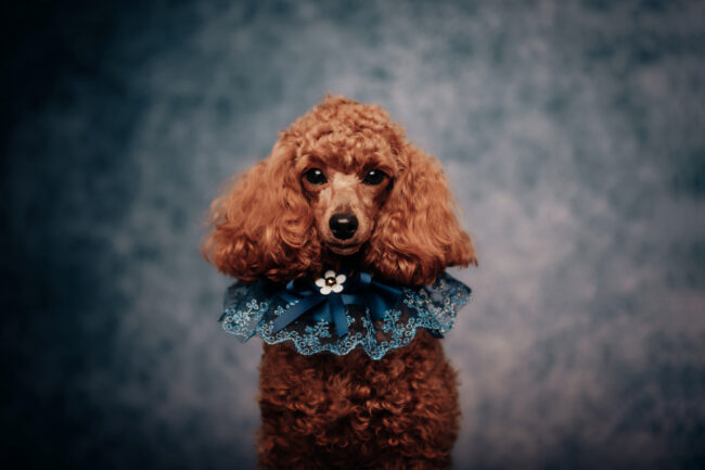 Dogs And Pets 107