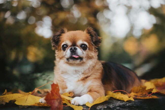 Dogs And Pets 5