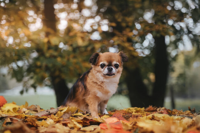 Dogs And Pets 88