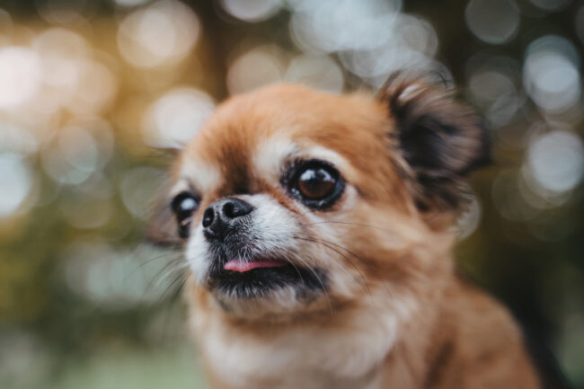 Dogs And Pets 33