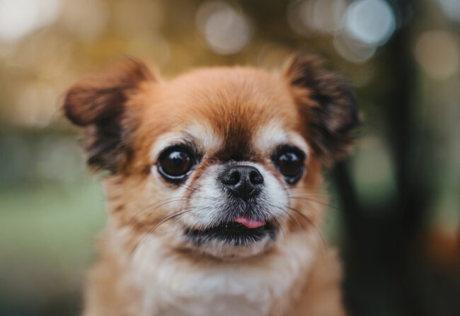 Dogs And Pets 80