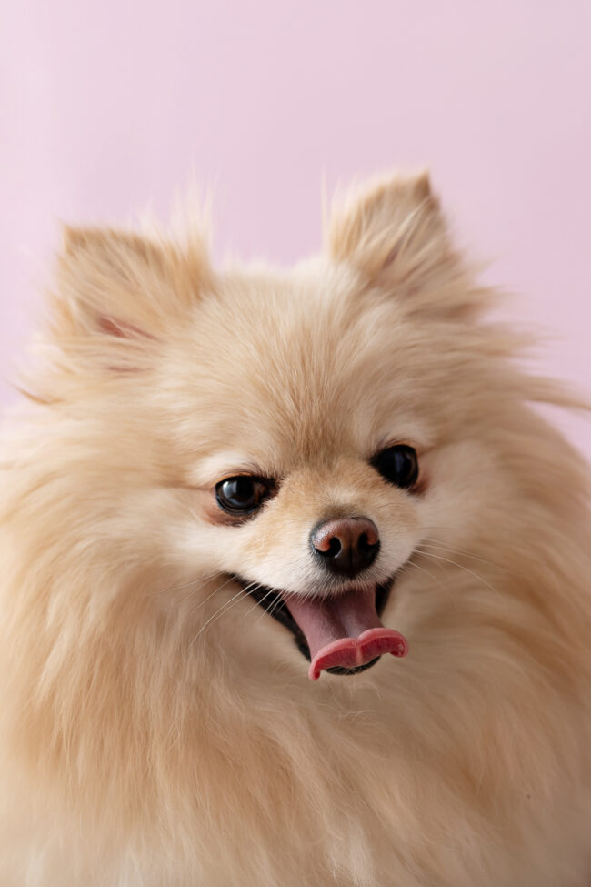 Dogs And Pets 73
