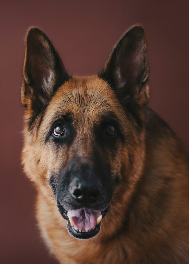 Dogs And Pets 40