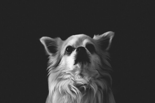Dogs And Pets 35
